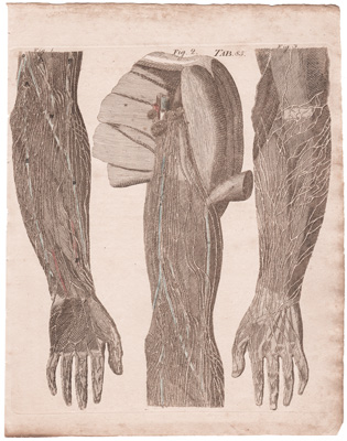 The Superficial Lymphatics of the Superior Extremity...